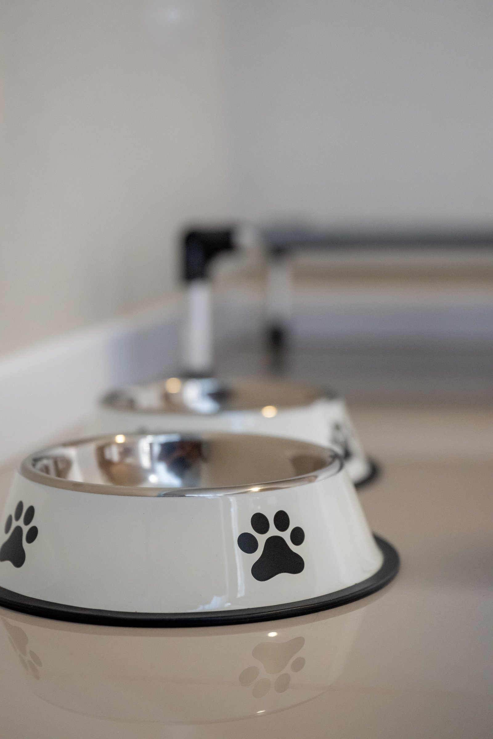 Bowl para mascota close-up